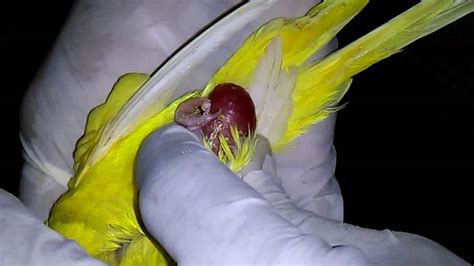 Birdss Budgie Laying Egg Problem In Detail Youtube
