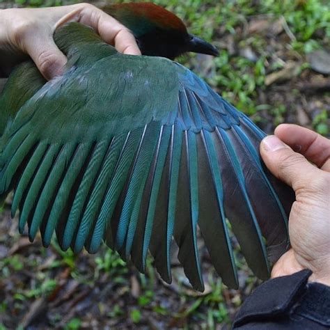 Tipos De Penas Das Aves