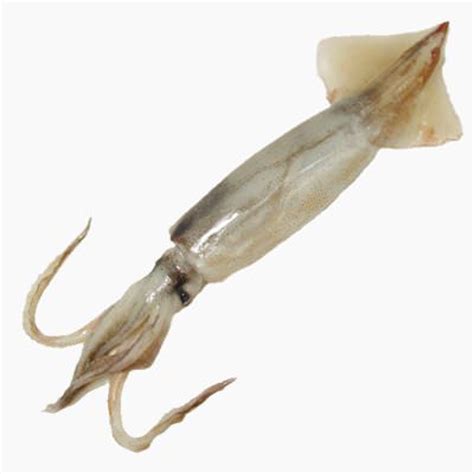 Japanese common squid (raw) | Whole Food Catalog