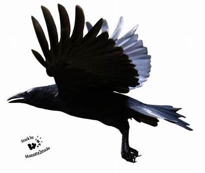 Raven Crow Flying Clipart Flight Cut Deviantart