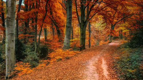Download Wallpaper 1366x768 Autumn Tree Fall Pathway Tablet Laptop