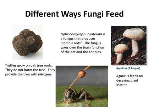 Ppt Introduction To Fungi Powerpoint Presentation Free Download Id