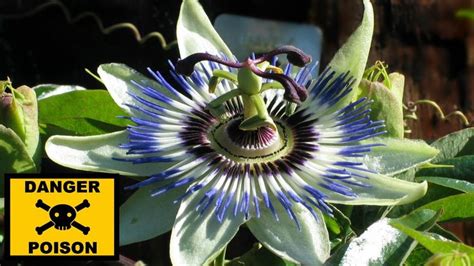 10 Of The Deadliest Plants In The World Deadly Plants Plants 10 Things