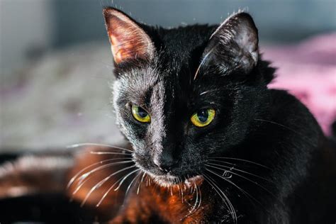 Free Stock Photo Of Animal Black Cat Cat