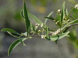 Mangrove Hitam Karakteristik Taksonomi Habitat Dan Kegunaannya