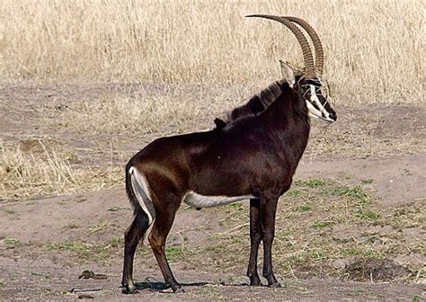 Beautiful Sable Buck Wildlife Travel Wildlife Photos Kruger National