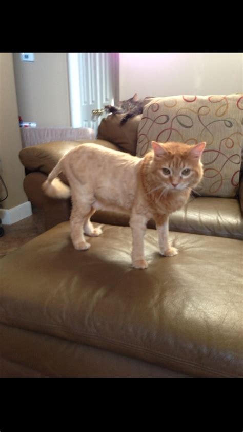 I Shaved My Cat To Look Like A Lion Today Not One Regret