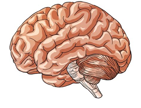 Dibujo Cerebro El Cerebro Humano Imagen Png Imagen Transparente