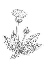 Drucke, die mit professionellen großformatdruckern hergestellt werden, verwenden hochwertige archivpigmenttinten, um sicherzustellen, dass sie jedes mal. Malvorlage Löwenzahn | Blumenzeichnungen, Malvorlagen ...