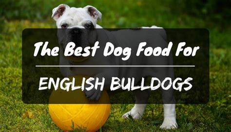 We all love puppies but being a pet parent requires a lot more than just admiring their to come to your aid and teach you all about how to find the best food for english bulldog puppies, we've put together this comprehensive guide on the. The Best Dog Food for English Bulldogs in 2021 - PetDT