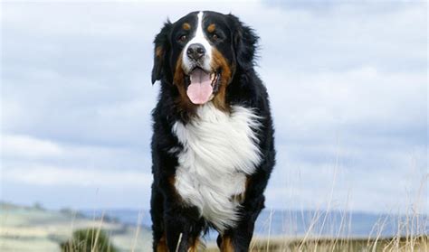 Bernese Mountain Dog Breed Information Vetstreet Vetstreet