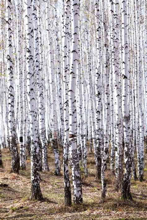 Birch Forest In Spring Stock Image Image Of Light 166158103