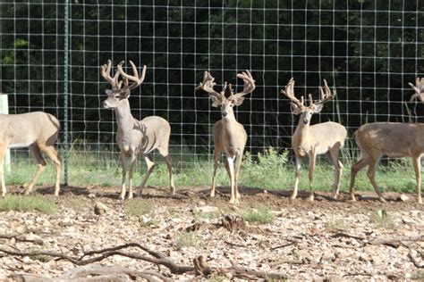 Breeding Program Mustang Creek Ranch