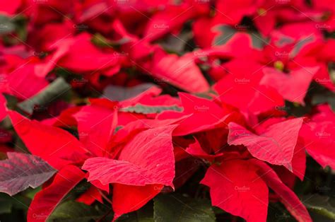 Poinsettia Flowers With Bright Bract High Quality Holiday Stock