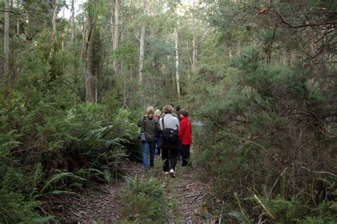 Guided Forest Walks Forest Walks Lodge Deloraine Lodge Accommodation