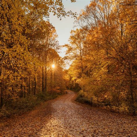 Autumn Road 4k Ipad Air Wallpapers Free Download