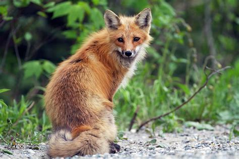 Red Fox Vulpes Vulpes Female Standing Photograph By Philippe Henry