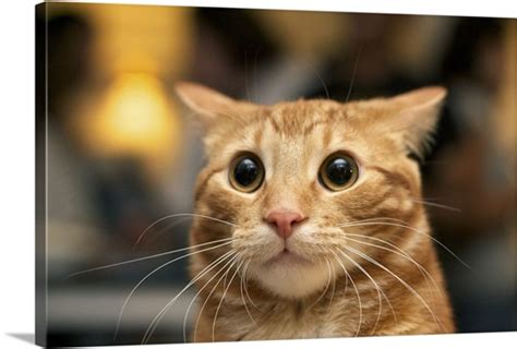 By kristen seymour | thu apr 06 15:32:42 edt 2017. Flash photo of orange cat looking surprised with large ...