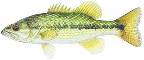 Spotted Bass Fish Species Fishing Kdwp Kdwp