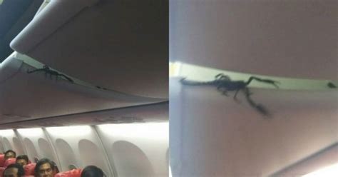 Extra Passenger On Board People On Flight Freak Out As A Scorpion