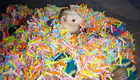 Are you looking for ideas for diy ferret toys? Colorful #ferret Dig Box made out of shredded paper | Ferret toys, Cute ferrets, Ferret accessories