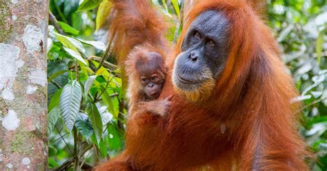 Binatang liar in english means wild animals. Malaysia - crucial orangutan corridor saved
