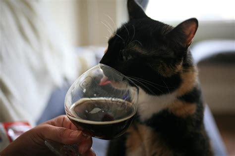 Beer Drinking Cat Hodgepodgereel