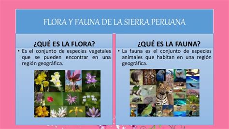 Fauna Y Flora Del PerÚ