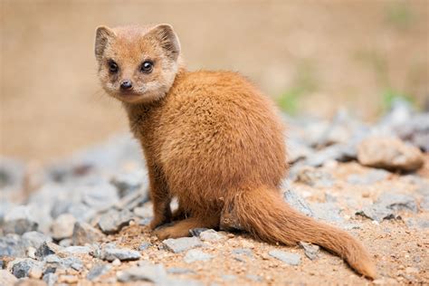 Mongoose Hd Wallpapers Backgrounds