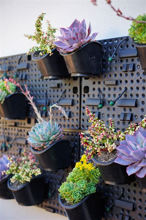 A Succulent Wall Garden Dalla Vita