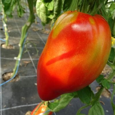 Plant Tomate Greffée Cornue des Andes bio Plantzone