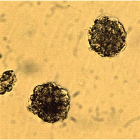 Mean ± Sem Embryo Area Of Day 13 Bovine Embryos Produced Following