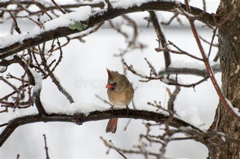 Female Northern Cardinal Sitting On Tree Branch In The Winter Stock