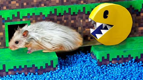Pacman Vs Hamster Maze Escape From The Minecraft Maze Obstacle