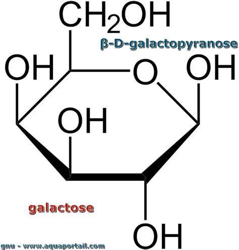 Anomer — die beiden anomere der furanoseform der d erythrose. Galactose: définition et explications