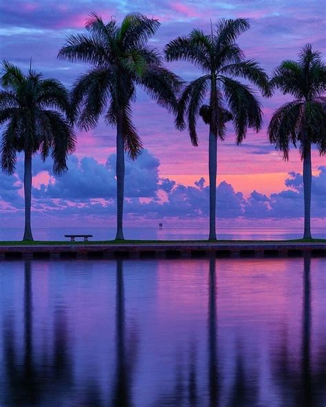 Taken By Palm Tree Sunset Palm Trees Beach Beach Sunset Sunrise