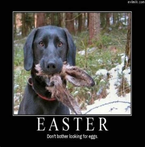 Happy Easter Easter Humor Easter Dog Funny Animals
