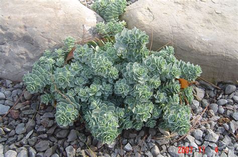 The milky sap may cause irritation to skin and eyes. Donkey tail :: Anna's Perennials