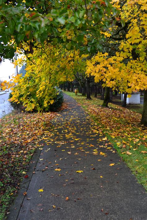 Autumn Sidewalk Autumn
