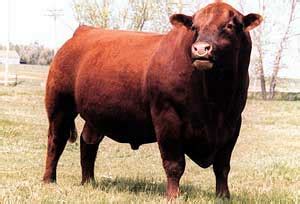 Red dead redemption 2 animal locations and habitats. Red Angus