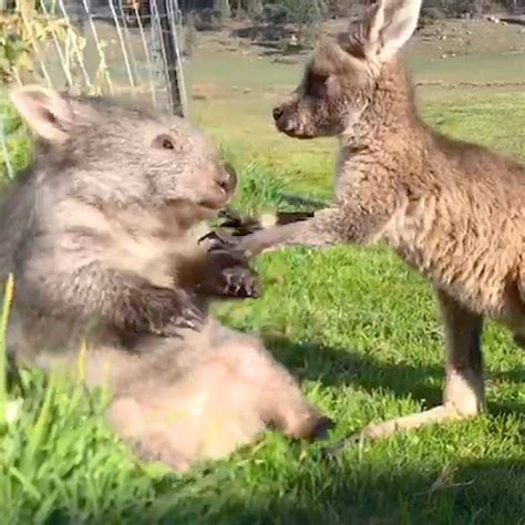 Baby Wombat And Baby Kangaroo Are Obsessed With Each Other Baby