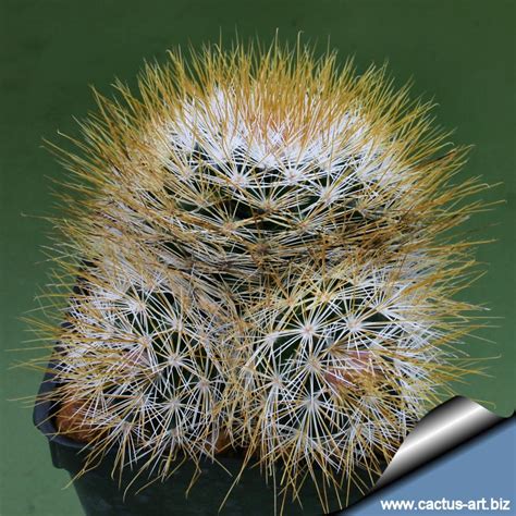 Flowers vary from yellow to red and are funnel shaped opening from between 1 and 2 inches in diameter. Mammillaria marcosii "Yellow spines"