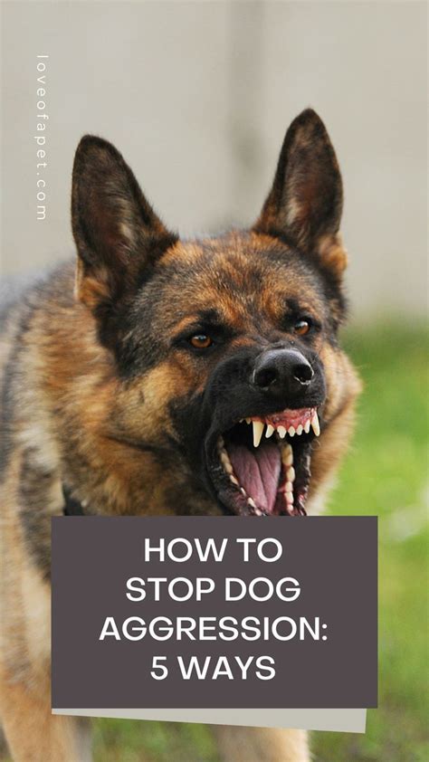 How To Stop Dog Aggression 5 Ways In 2022 Aggressive Dog Dog