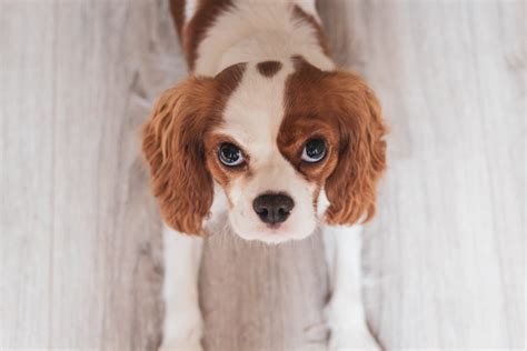Cavalier King Charles Spaniel Breed Guide Responsible