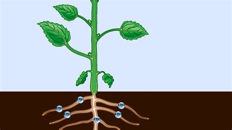Phloem And Xylem In A Plants Vascular System Explained