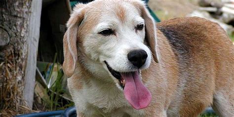 But many also stand to. Devoted Dog Secretly Hitches Ride On Ambulance Carrying ...