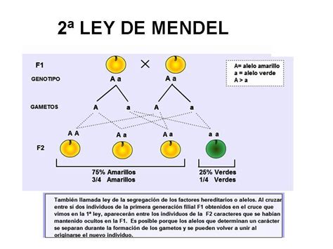 4bg Biomed Mendelismo Las Leyes De Mendel