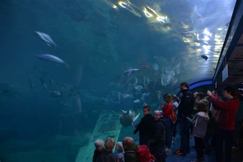 A Visit To The Uks Largest Aquarium National Marine Aquarium Plymouth