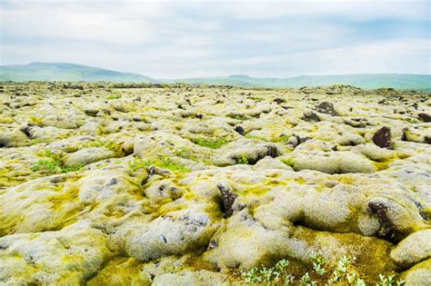 Green Moss On The Volcanic Lava Fields In Iceland Stock Photo Image