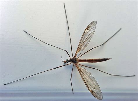 Giant Mosquito Does This Describe The Crane Fly